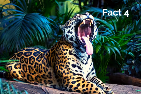 Jaguar.Fact.4