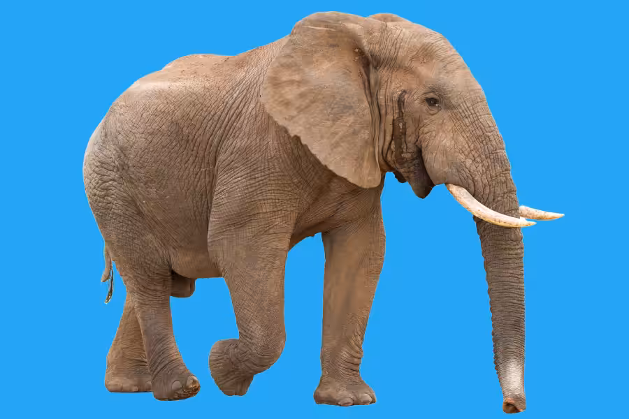 Elephant.3.2.African.Elephant