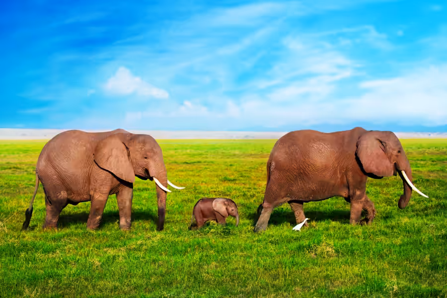 Elephant.3.7.Birth.Rates