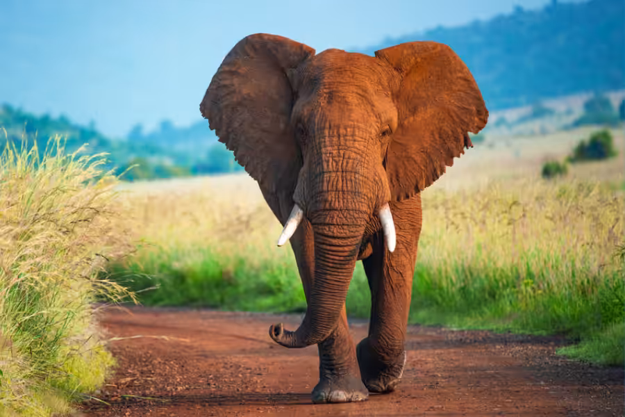 Elephant.3.7.Life.Length