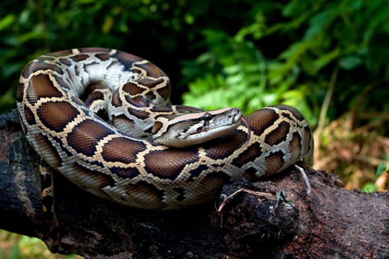 1.2 Meet the Burmese Python - Rock by Rock