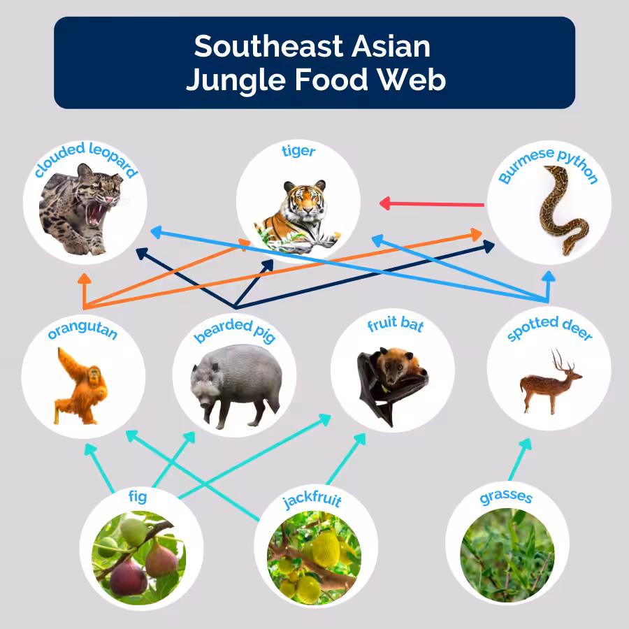 Invasive Species Drag and Drop Template (1)