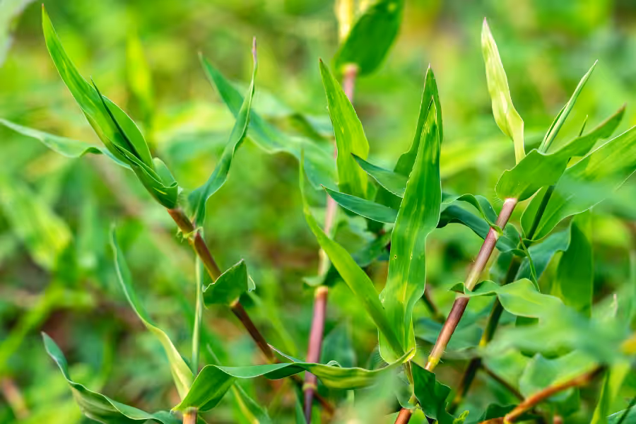 Invasive.Species.3.5.Grasses.2