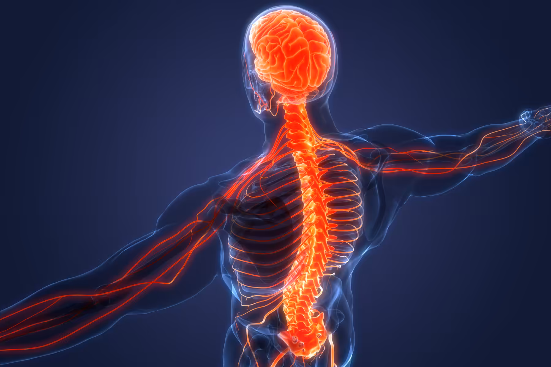 Video Games 3.1 Vocab Nervous System