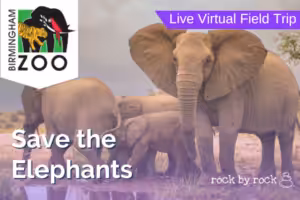 Virtual Field Trip Elephants