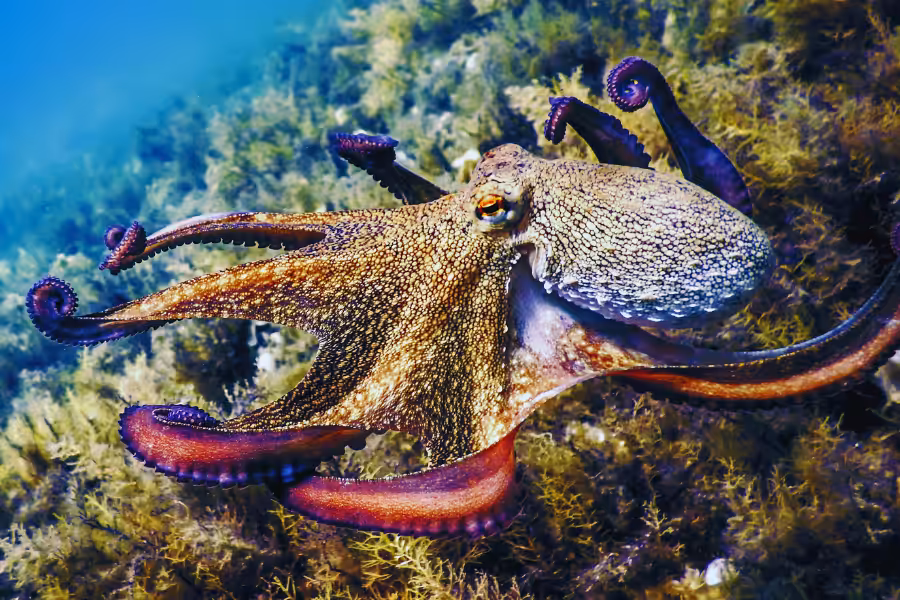 Super DNA 1.3 Octopus