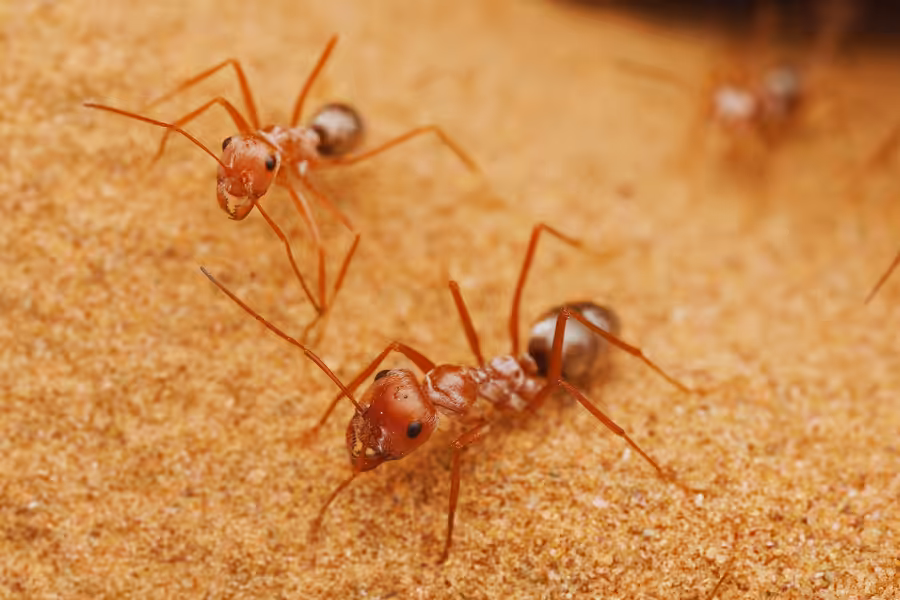 Super DNA 1.3 Saharan Silver Ant