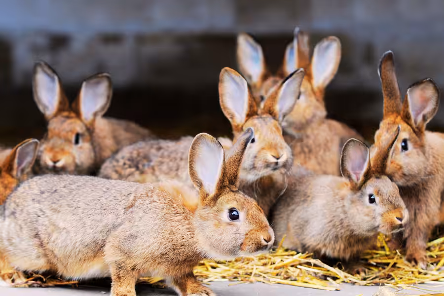 Super DNA 2.2 Deadly  Rabbits