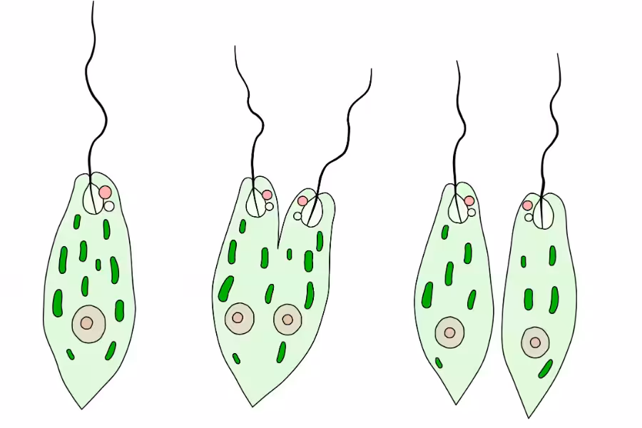 Super DNA 3.1 asexual reproduction