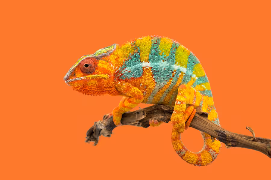 Super DNA_ Lesson 3.11 Chameleon
