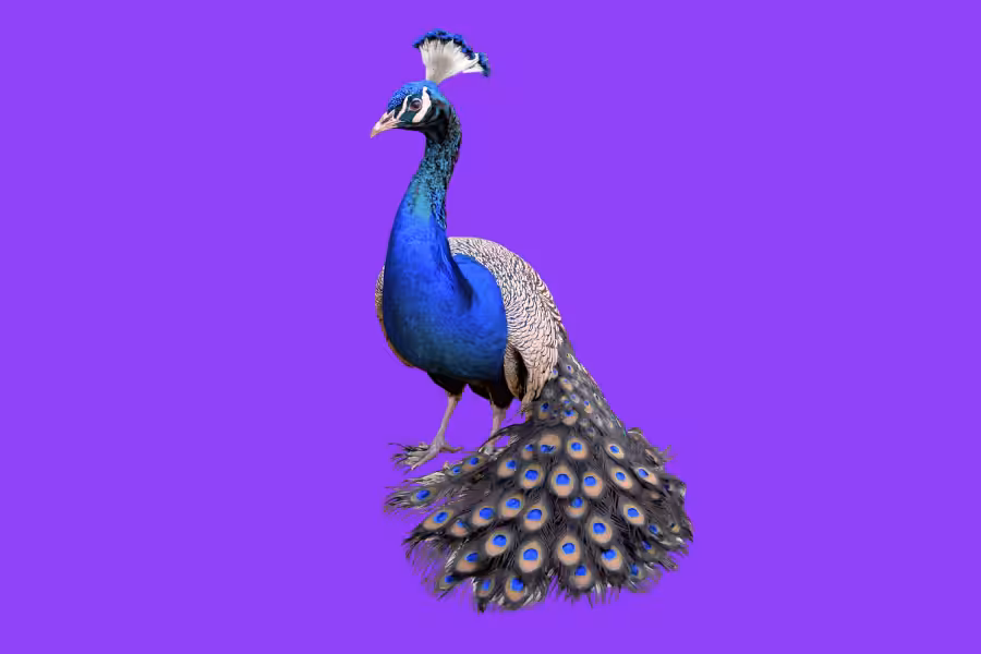 Super DNA_ Lesson 3.11 Peacock
