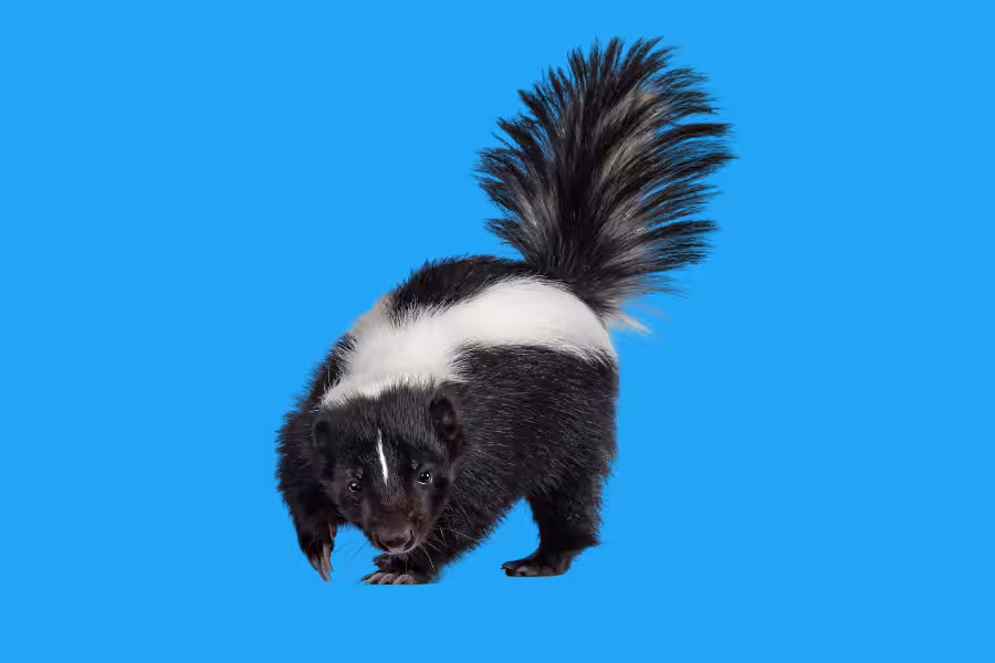 Super DNA_ Lesson 3.11 Skunk