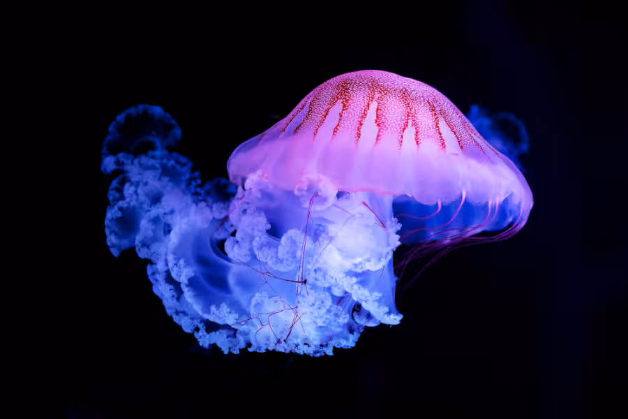 Super DNA_ Lesson 3.11 jellyfish
