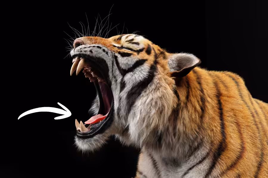 Stop The Invasion_ 3.3 Carnivore