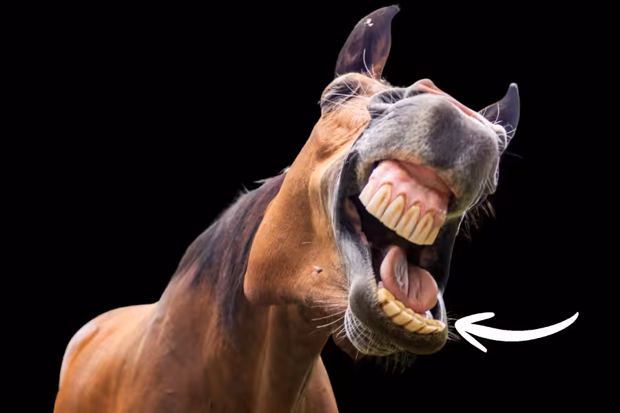 Stop The Invasion_ 3.3 Herbivore