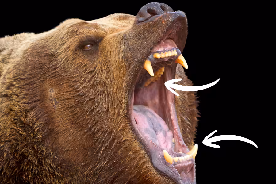 Stop The Invasion_ 3.3 Omnivore