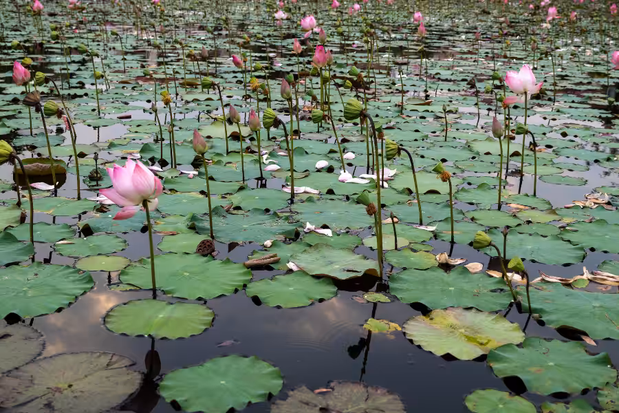 Stop the Invasion 3.4 Still Water