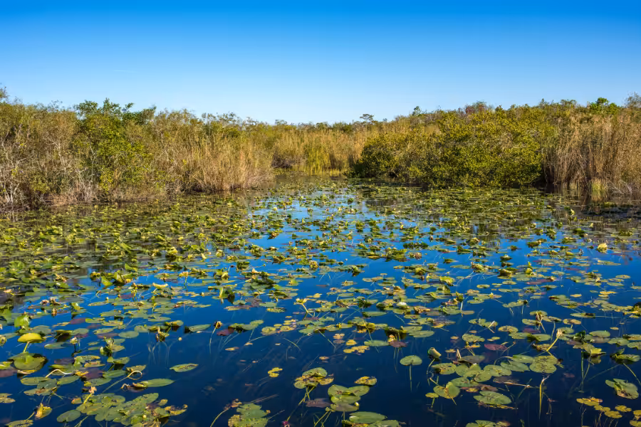 Stop the Invasion 3.5 Everglades Ecosystem Image 1