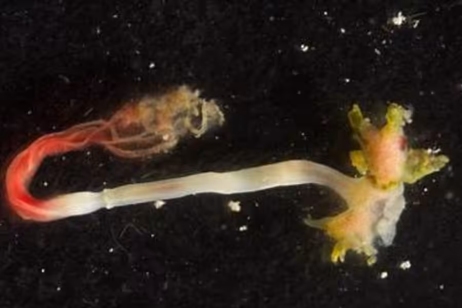 Stop the Invasion 3.NEW. Bone Eating Worm