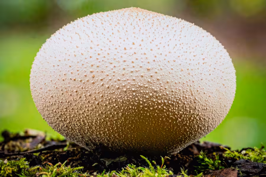Stop the Invasion 3.NEW. Giant Puffball Mushroom