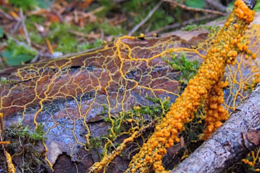 Stop the Invasion 3.NEW. Slime Mold
